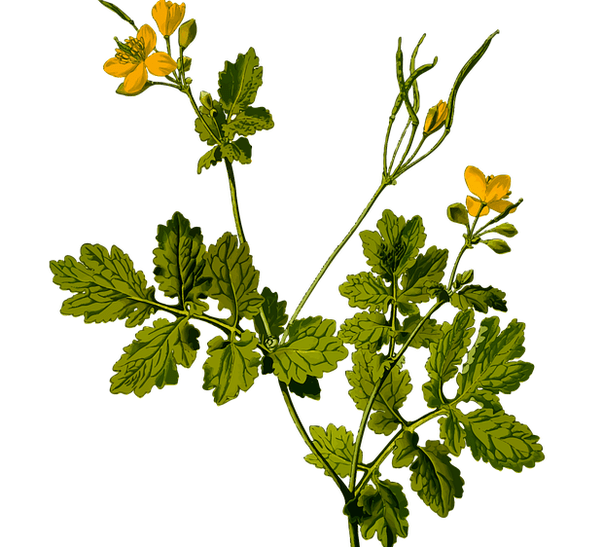 Herbal remedies for testicular pain relief in men