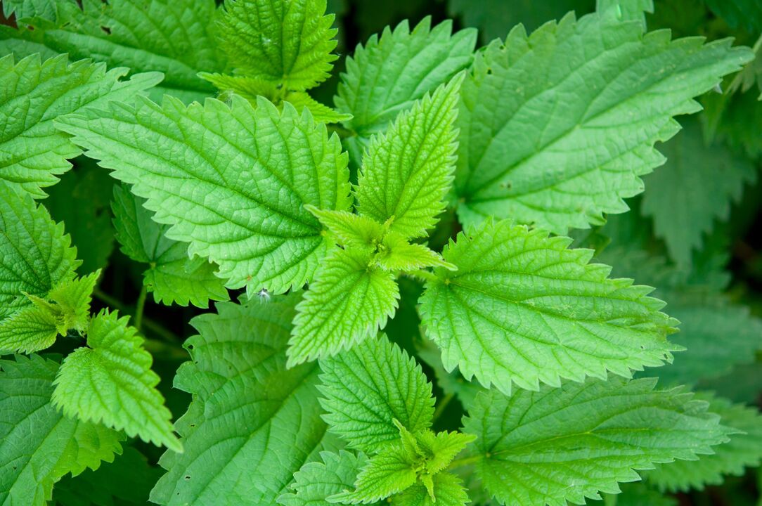 Nettle for added potency
